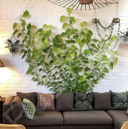 Plant Climbing Self Adhesive Wall Clips [60 Clips Set]